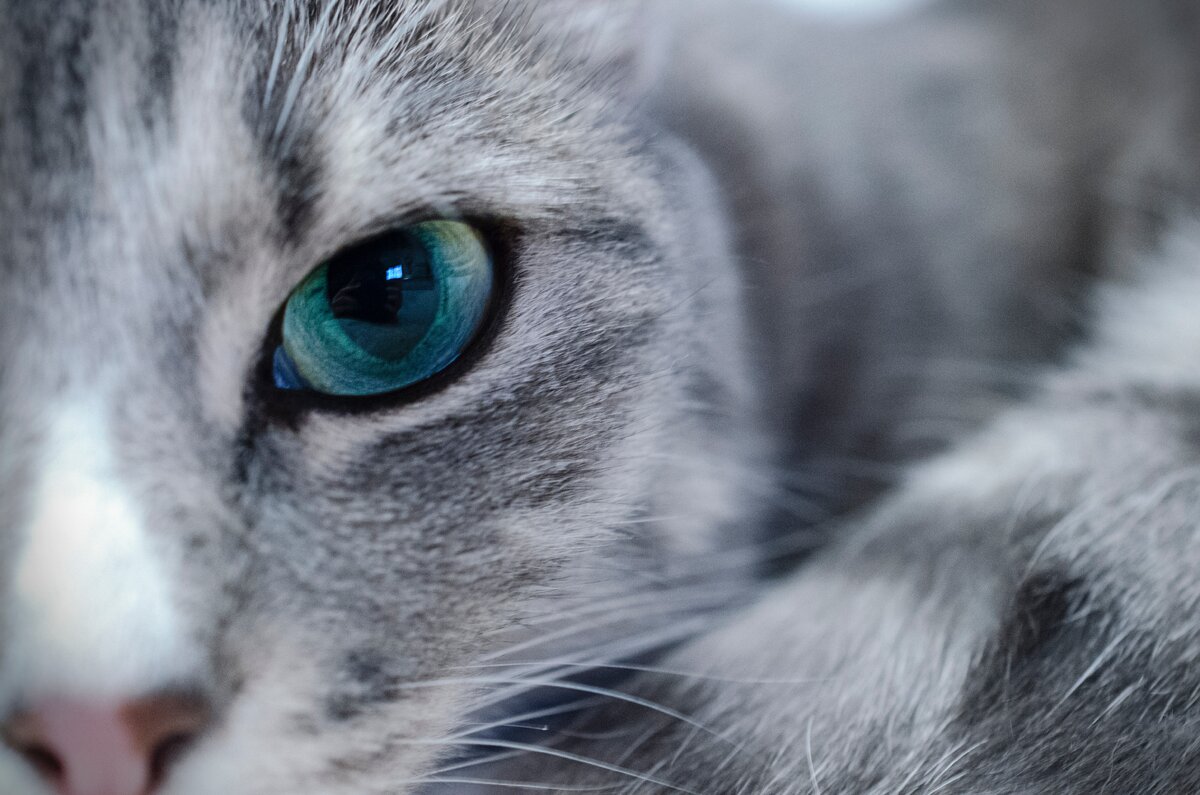 https://unsplash.com/photos/8jttGSuLiTw