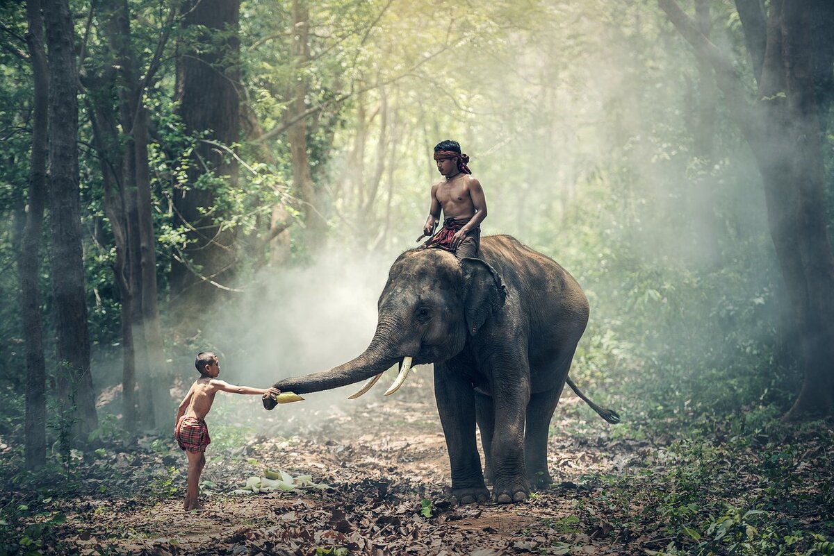 https://cdn.pixabay.com/photo/2016/11/14/03/22/elephant-1822481_1280.jpg