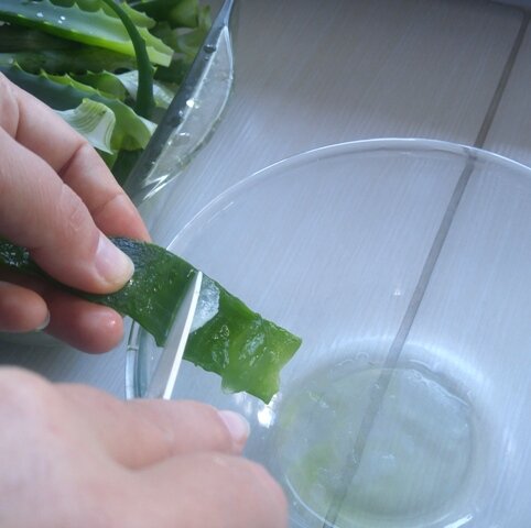 Получения сока алоэ