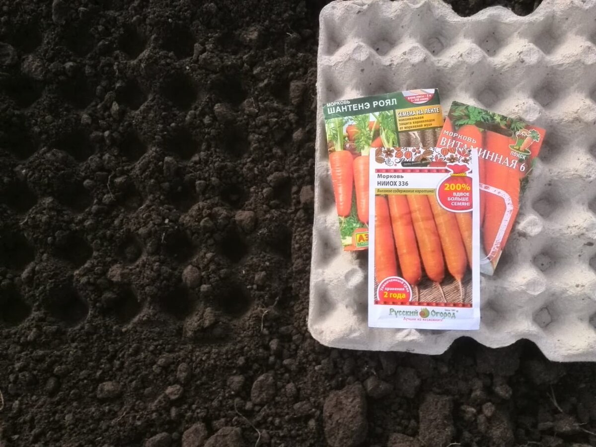 Посадка семян моркови. Как сажать морковь. Правильная посадка моркови. Сажаем морковь.