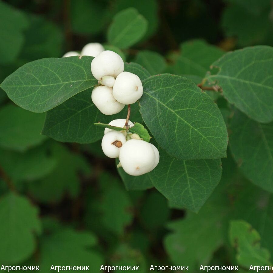 Снежноягодник