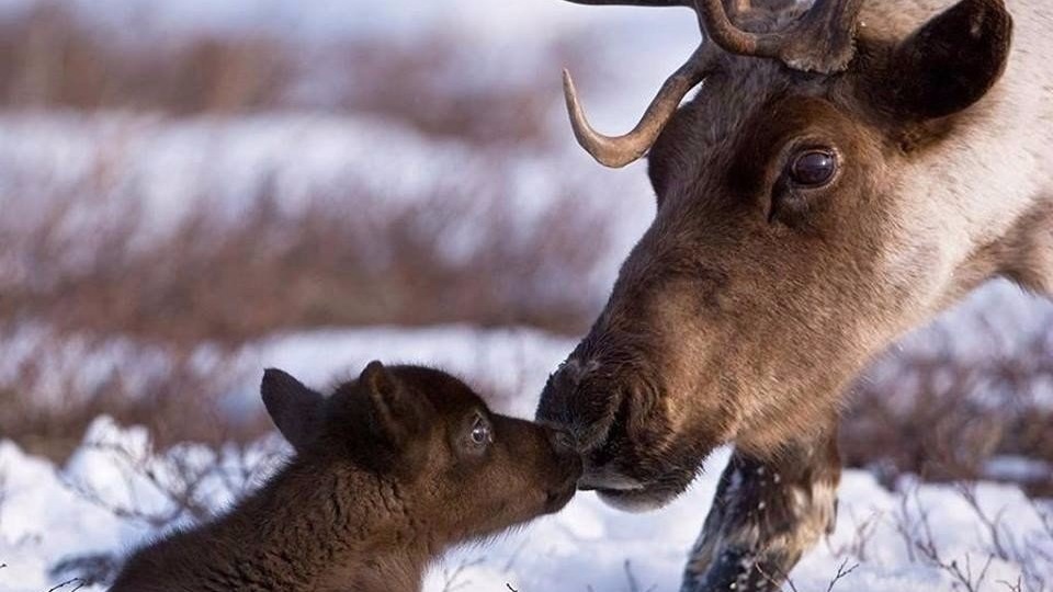 Опасные встречи. Медведь.