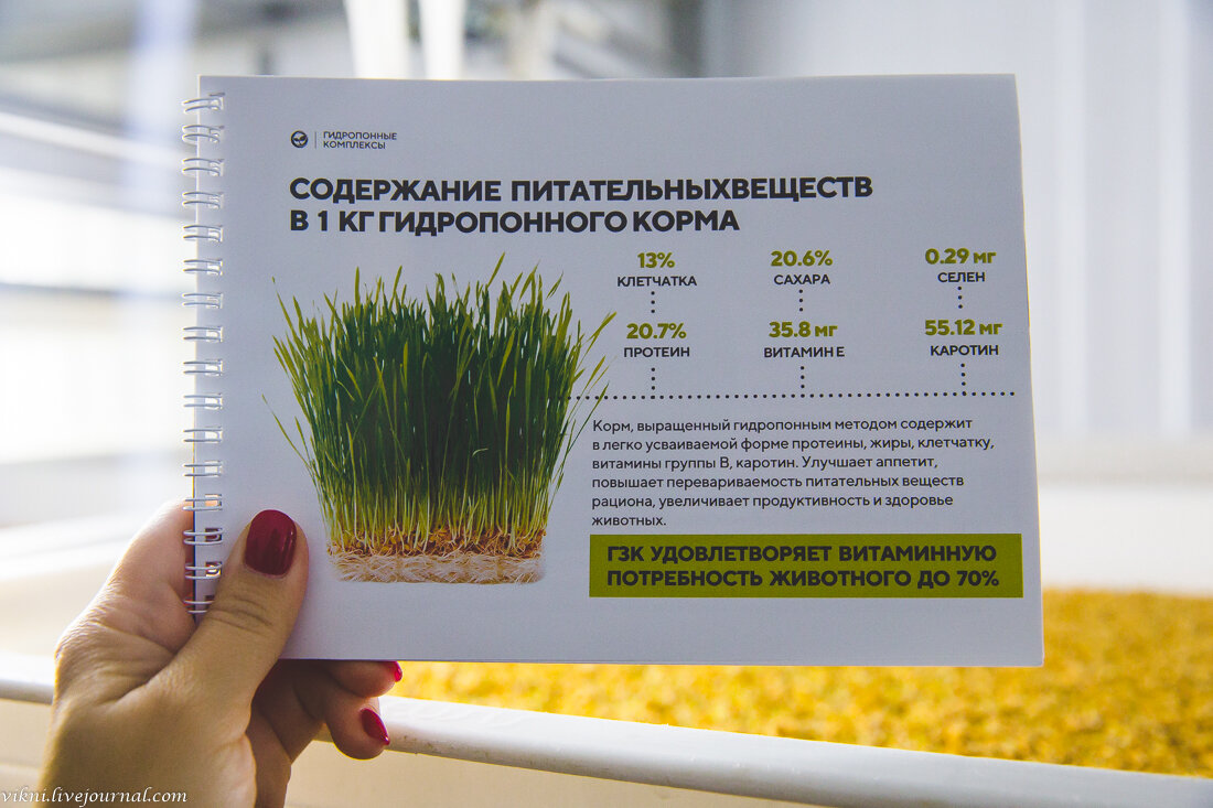 Витамины в микрозелени. Микрозелень микроэлементы. Сертификат на микрозелень. Полезные свойства микрозелени. Люцерна микрогрин.