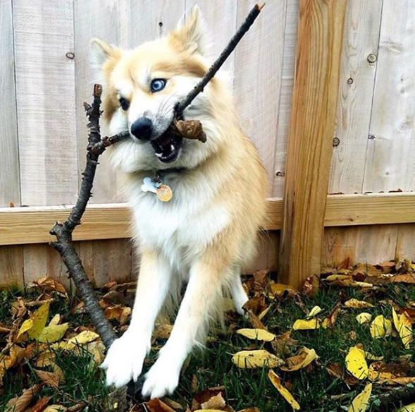 Материал из открытого источника https://www.instagram.com/pomskyplanet/