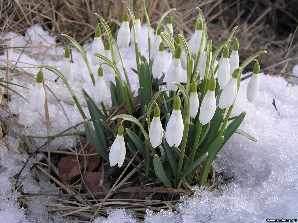 Впервый раз увидела настоящие подснежники