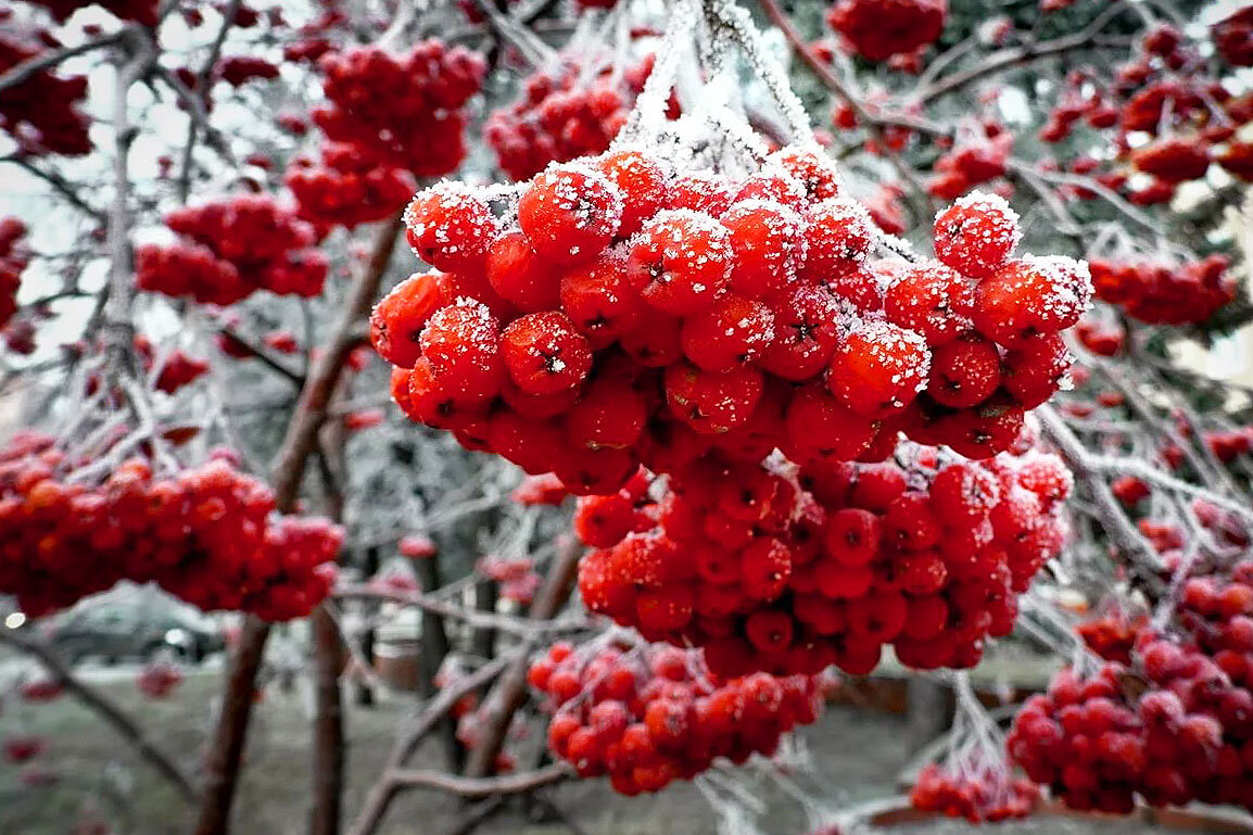 Рябина Дальневосточная