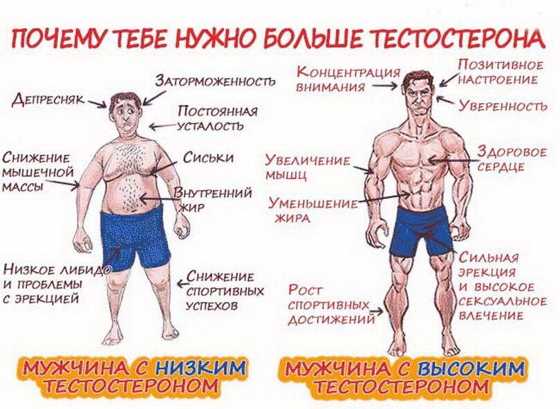 Пролить свет на низкое мужское либидо