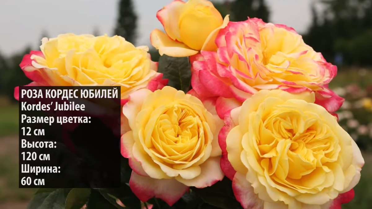 Сорт розы 