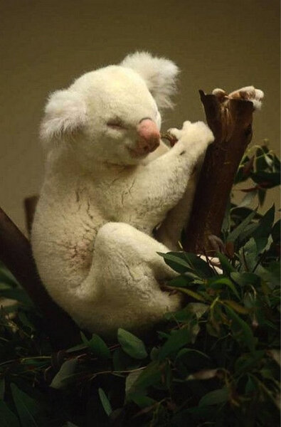  Альбинос Коала  