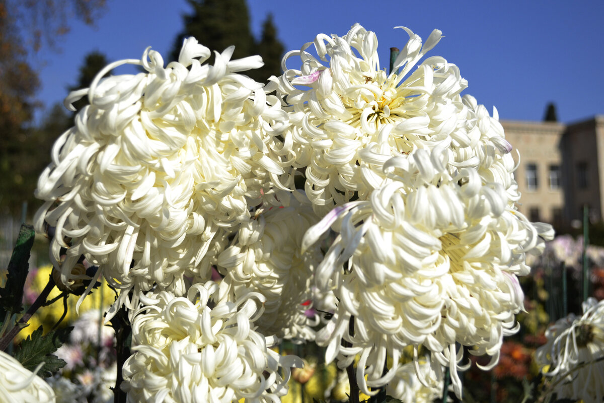 Время цветения хризантем