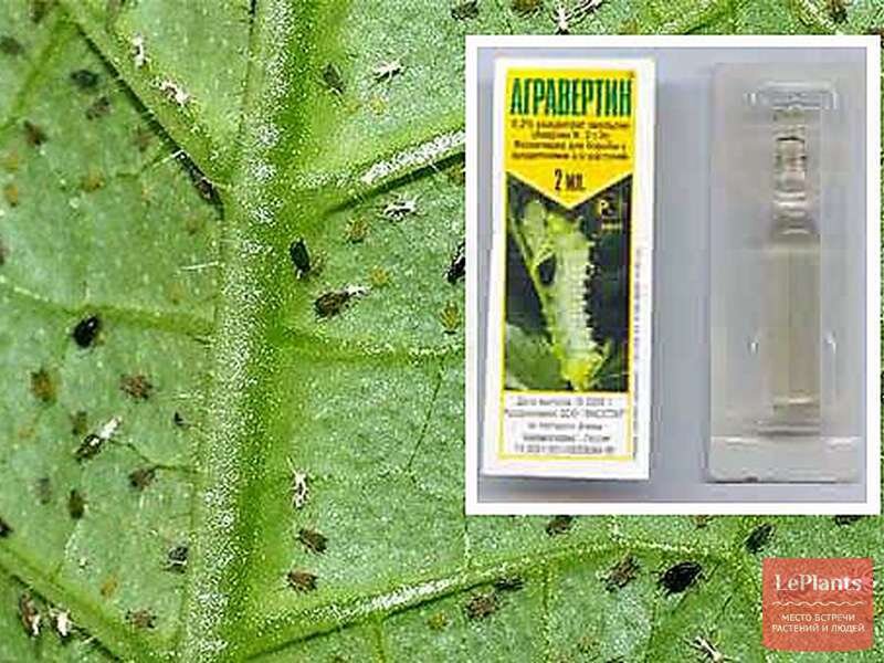иллюстрация Leplants.ru