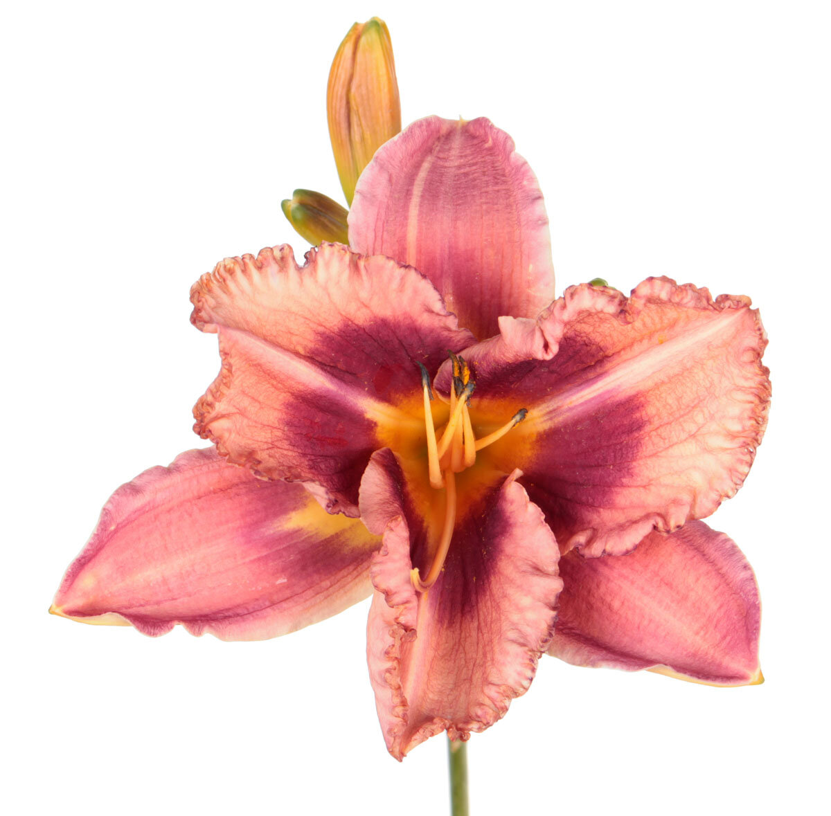 Лилейник ‘Mask of Time’ (Маск оф Тайм)