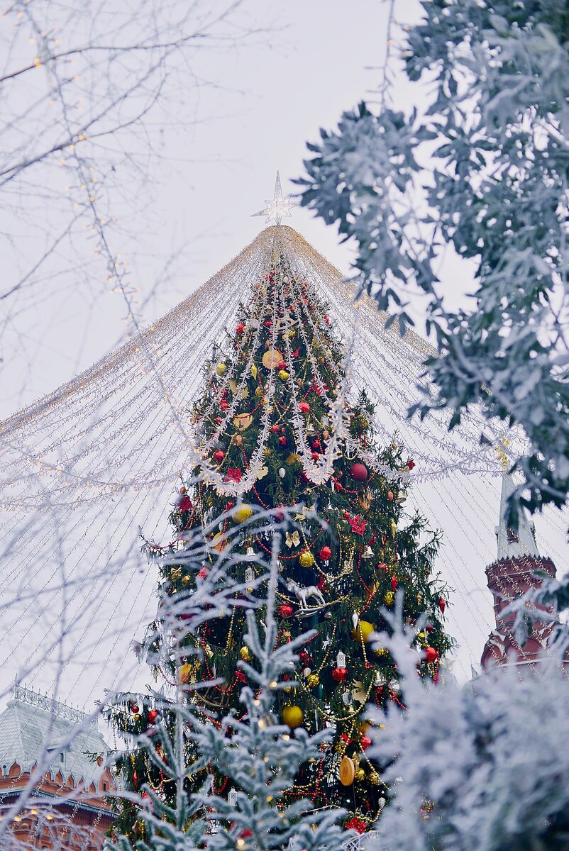 Несколько елей украшены гирляндой, на всю красоту, конечно, лучше приходить смотреть вечером