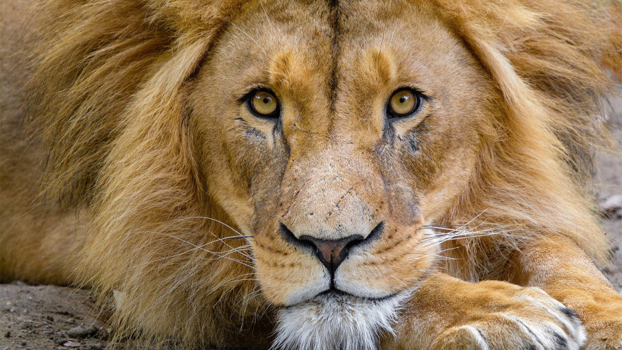 Лев (Panthera leo), такой как самец, изображенный здесь, может жить около 10-14 лет в дикой природе и бегать с максимальной скоростью около 50 миль в час (80,5 км / ч). Львы - единственные члены семейства кошачьих, демонстрирующие явный сексуальный диморфизм, а это означает, что мужчины и женщины выглядят отчетливо по-разному.