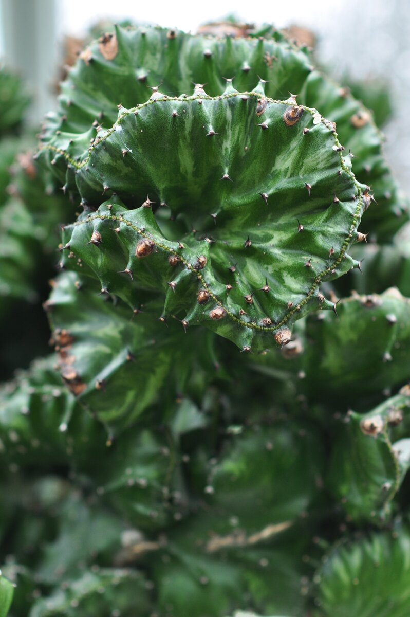 Молочай молочный (Euphorbia lactea). 