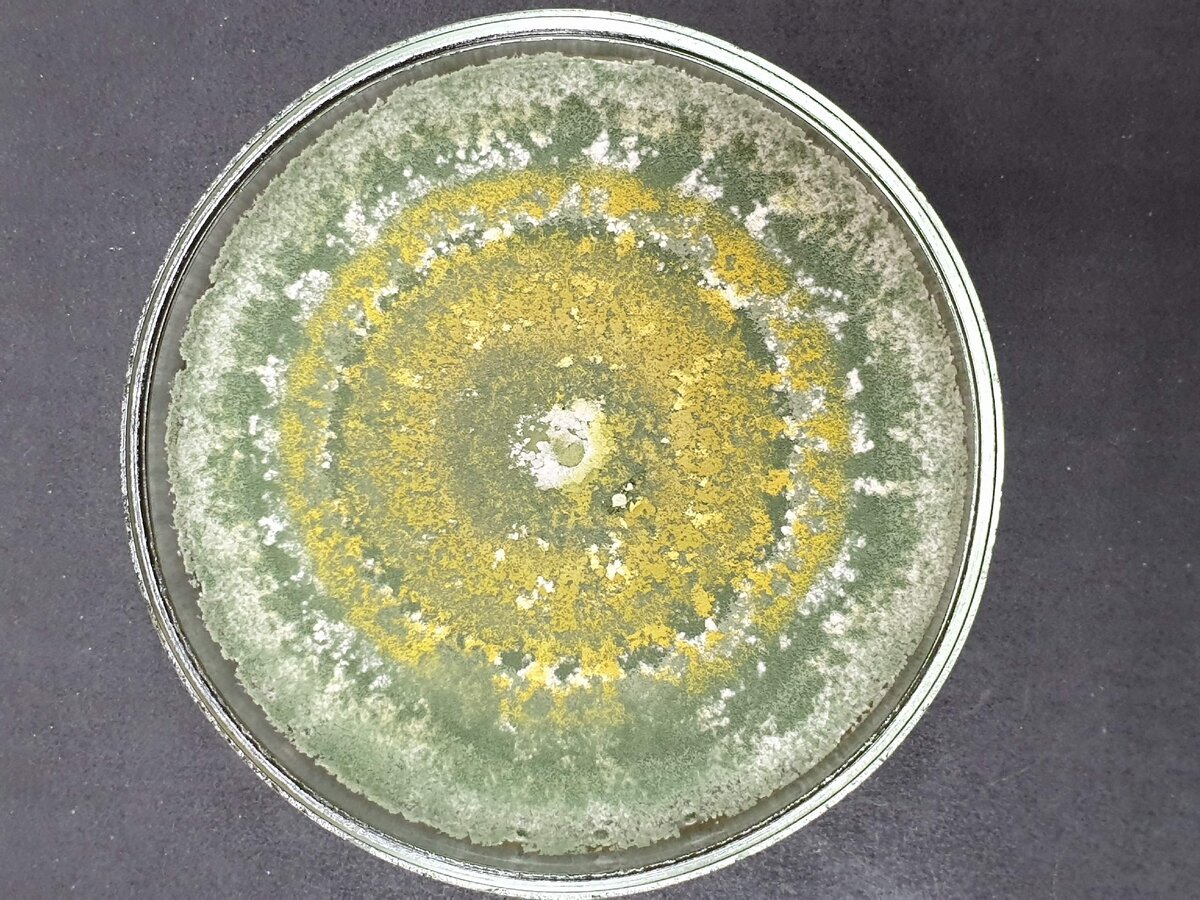 Trichoderma harzianum в чистой культуре