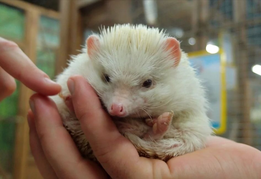  Фото: из открытых источников. 