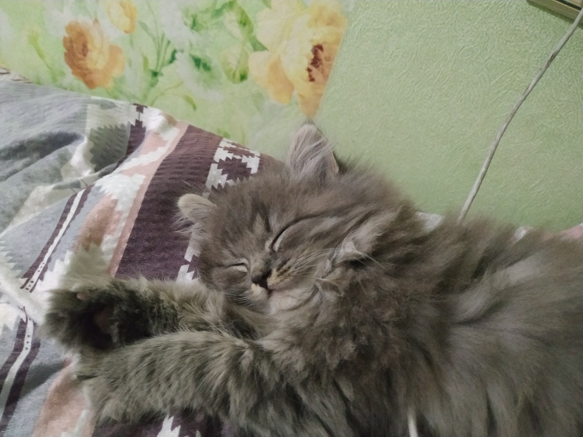 Коту 3,5 месяца