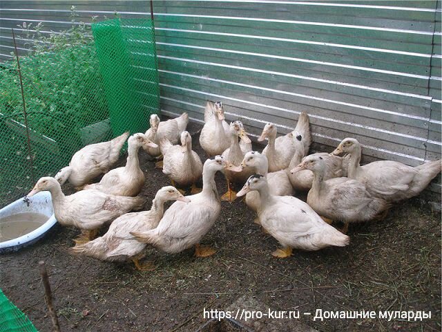 Специфика выращивания утят в домашнем хозяйстве