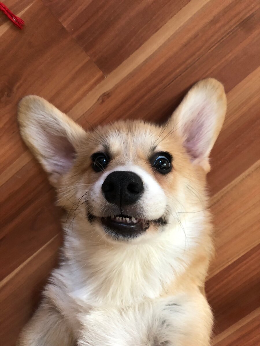 Пожиратель коробок готовится к удару