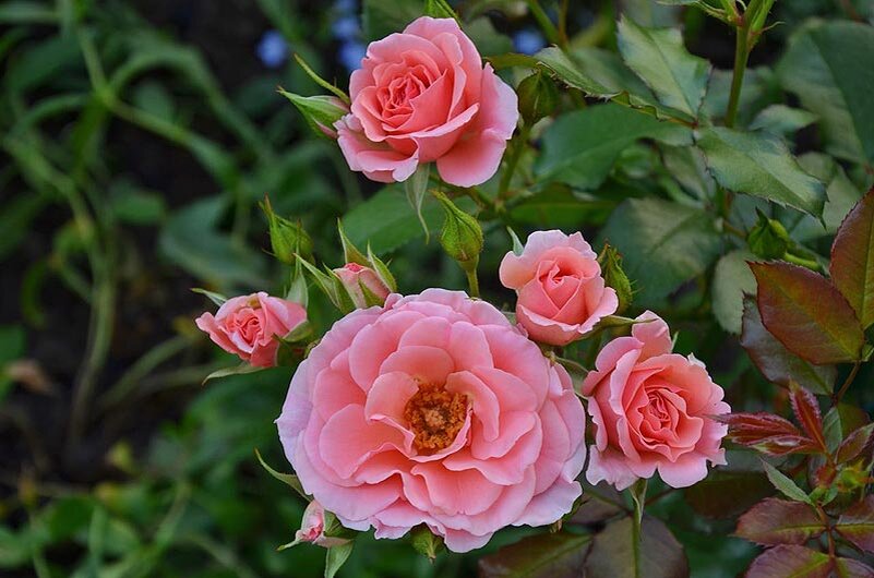 Роза Dream Weaver