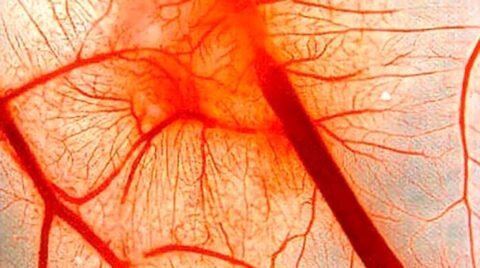 Капилляры человека