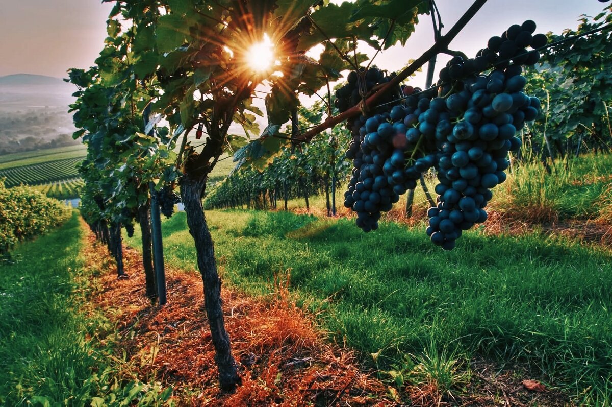 Виноградники Кахетии