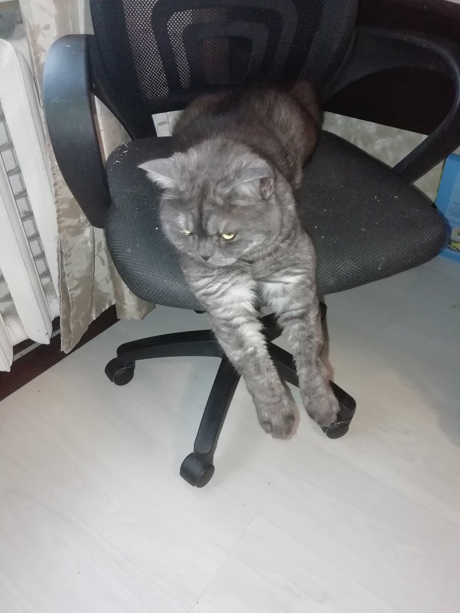 Толстопопик