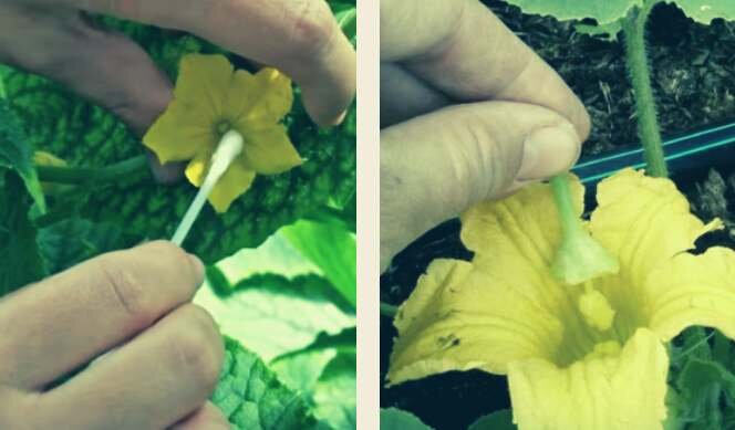 Гибридные сорта выводят путем опыления растений  одного вида