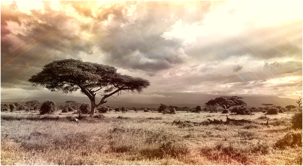 Африканская саванна