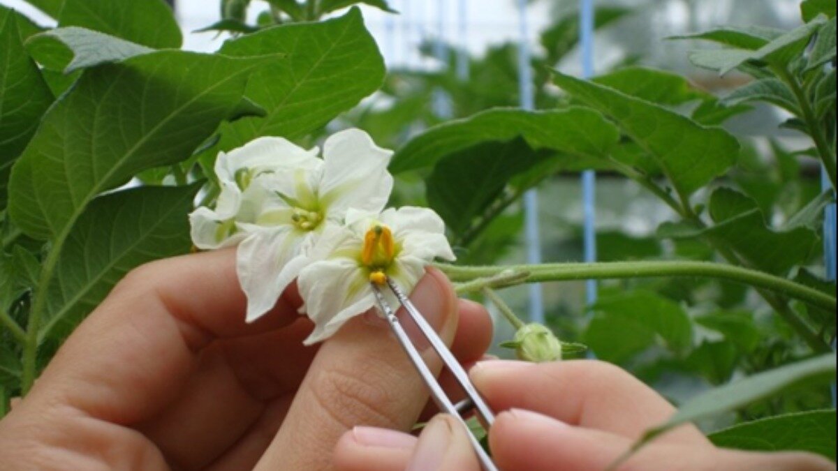 Фото: Банадысев С.А. Фотография носит иллюстративный характер