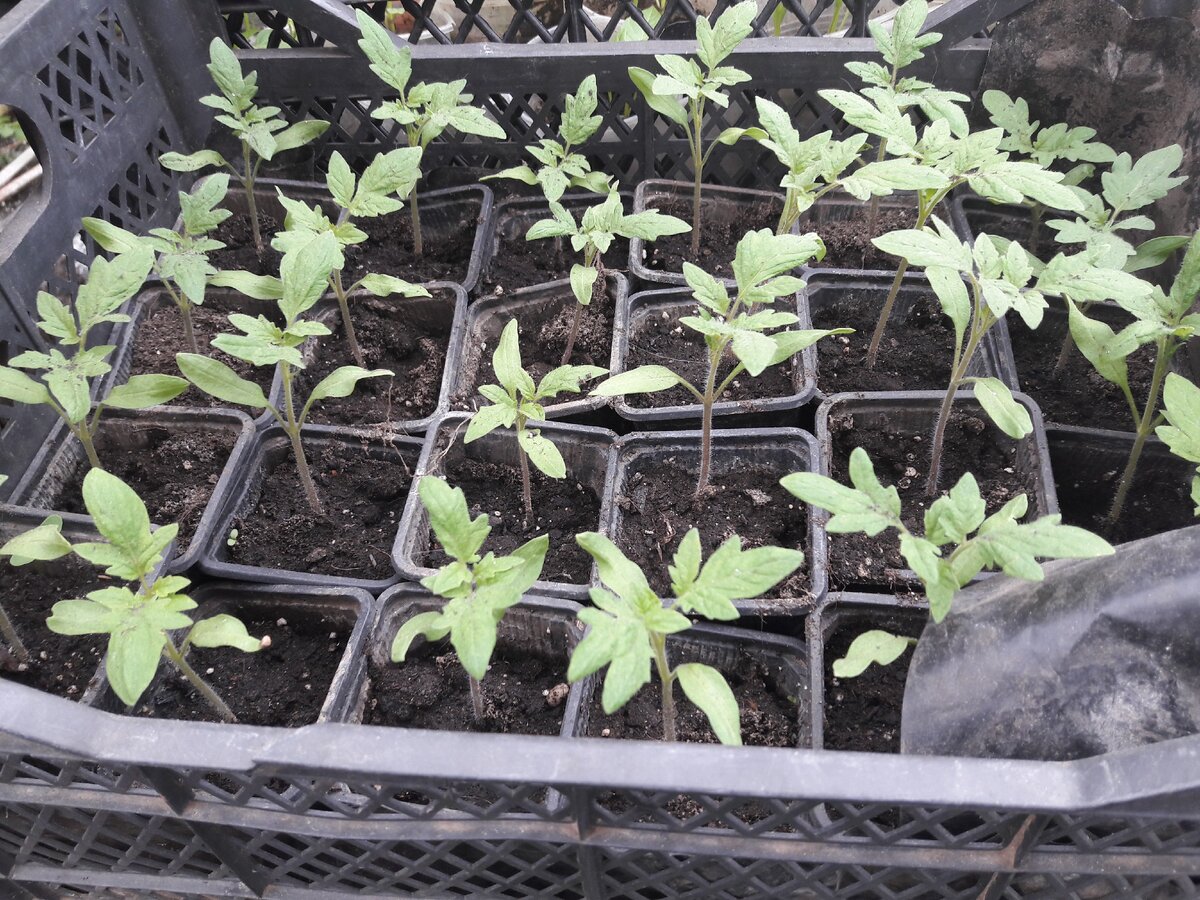 Рассада томатов.