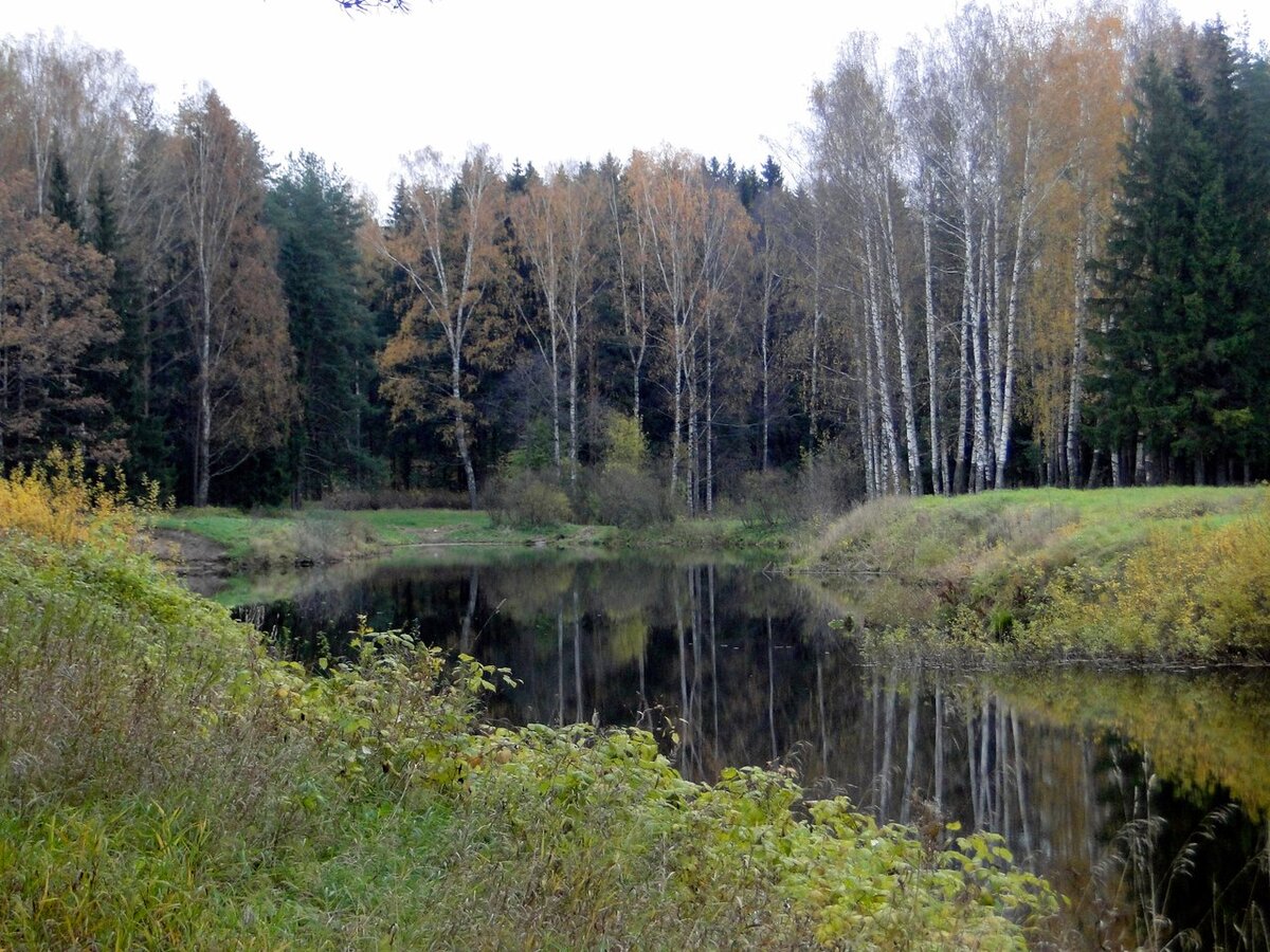Небольшой пруд в парковой зоне, кроме ротана здесь никого не ловят...