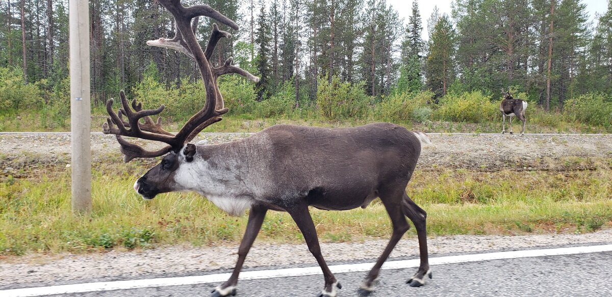 Северные олени.