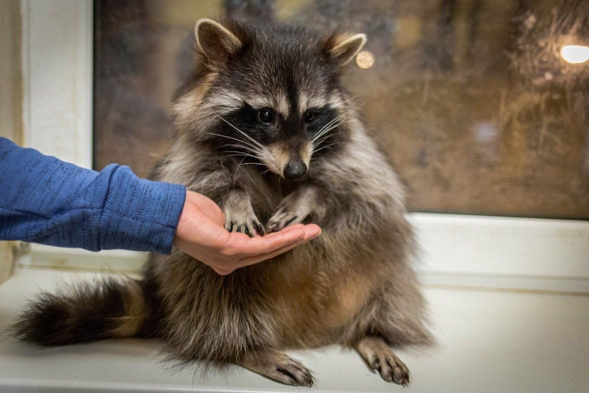 Домашний енот в квартире – плюсы и минусы содержания, советы и видео 🦝 |  Про животных фильмы и советы | Дзен