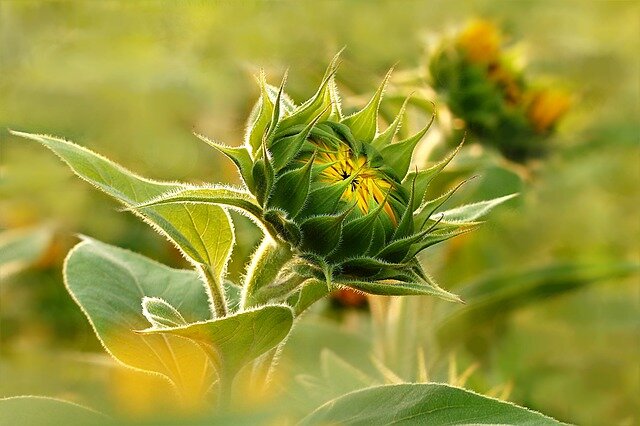 Источник фото: pixabay.com