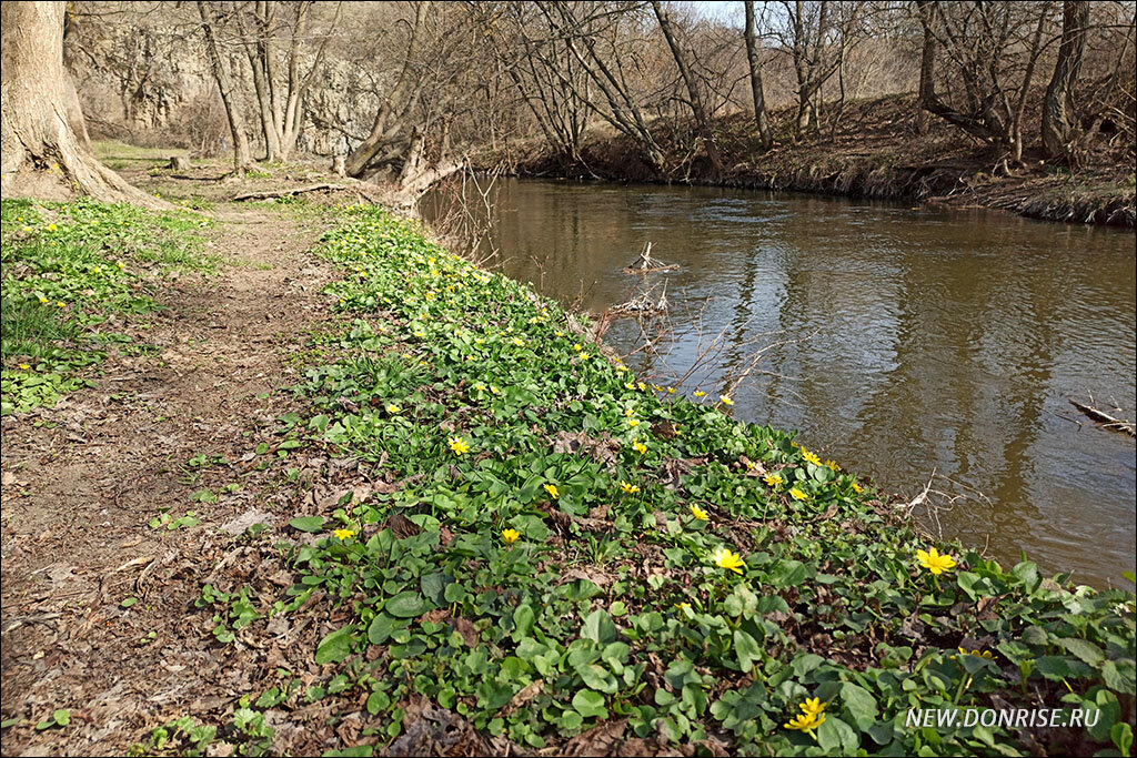 Чистяк весенний