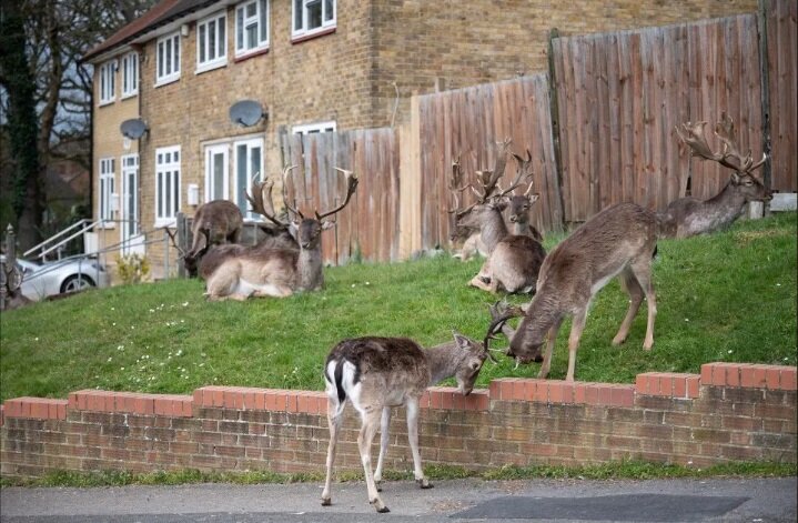 Животные на улицах британской столицы чувствуют себя совершенно вольготно. Фото: Getty Images