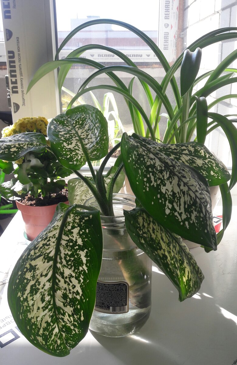 Жду когда диффенбахия пустит корни 