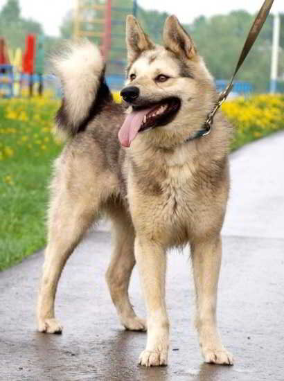 История про собаку.Волчок при новом ошейнике
История про собаку.Волчок при новом ошейнике