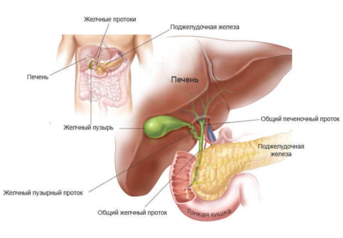 Желчный застой в печени. Анатомия печеночных протоков. Гдетнаходиься желочный пузырь анатомия. Протоки печени и желчного пузыря. Анатомия печень желчный пузырь протоки.