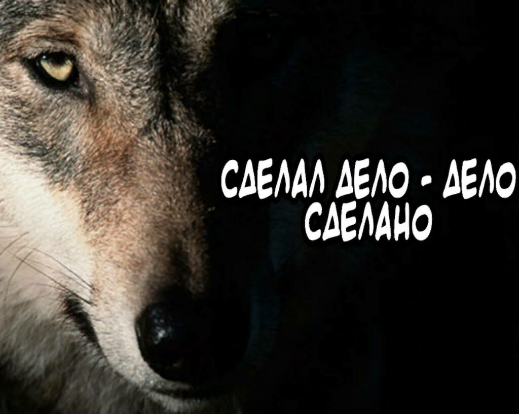 Волчьи цитаты мем. Цитаты волка. волчьи цитаты. цитаты волка ауф.
