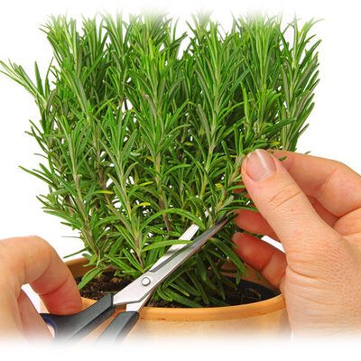 Как вырастить розмарин на подоконнике