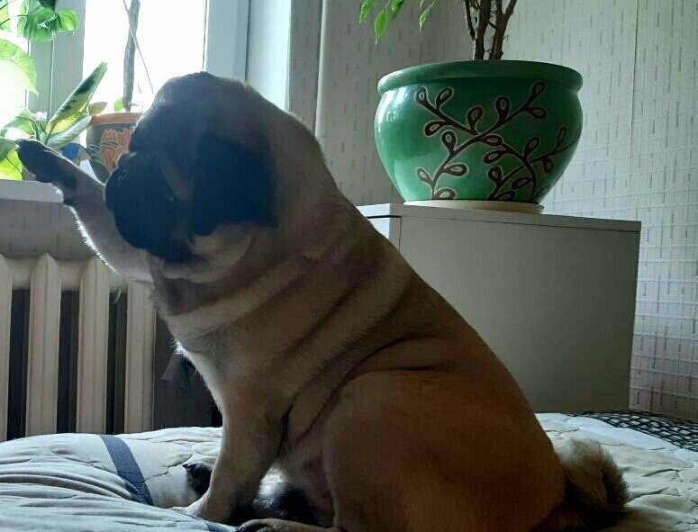 Луна, дай пять!