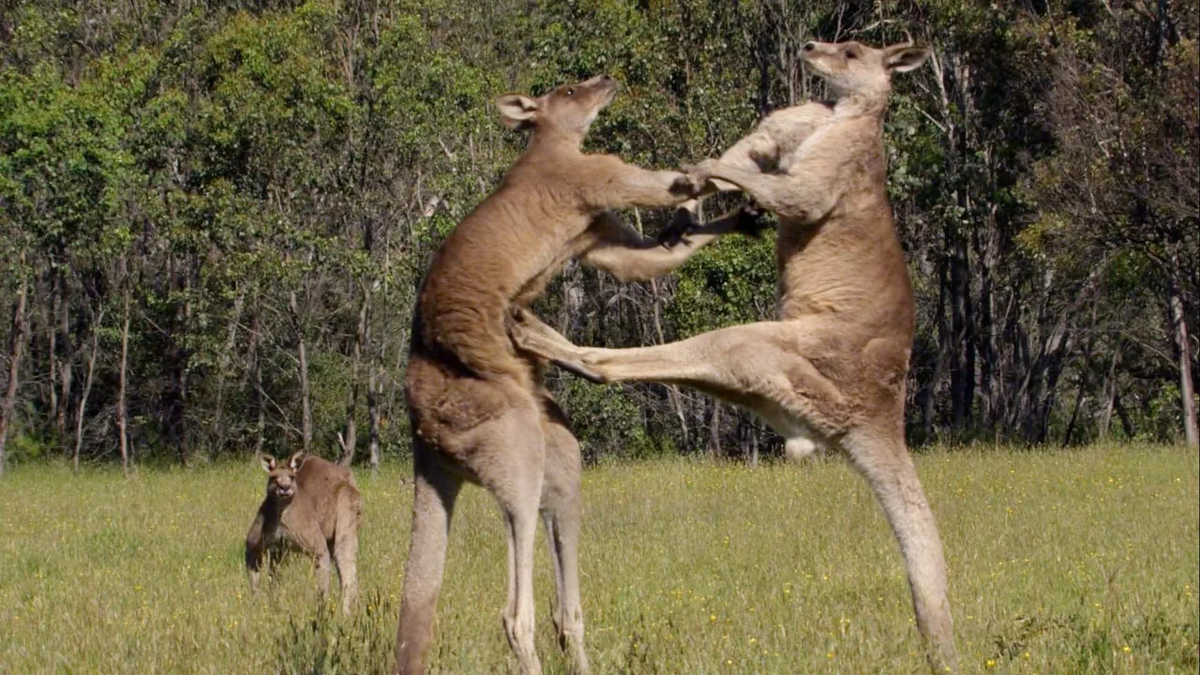 Почему самец гоняет самку. Кенгуру дерутся с кенгуру. Боевой кенгуру.