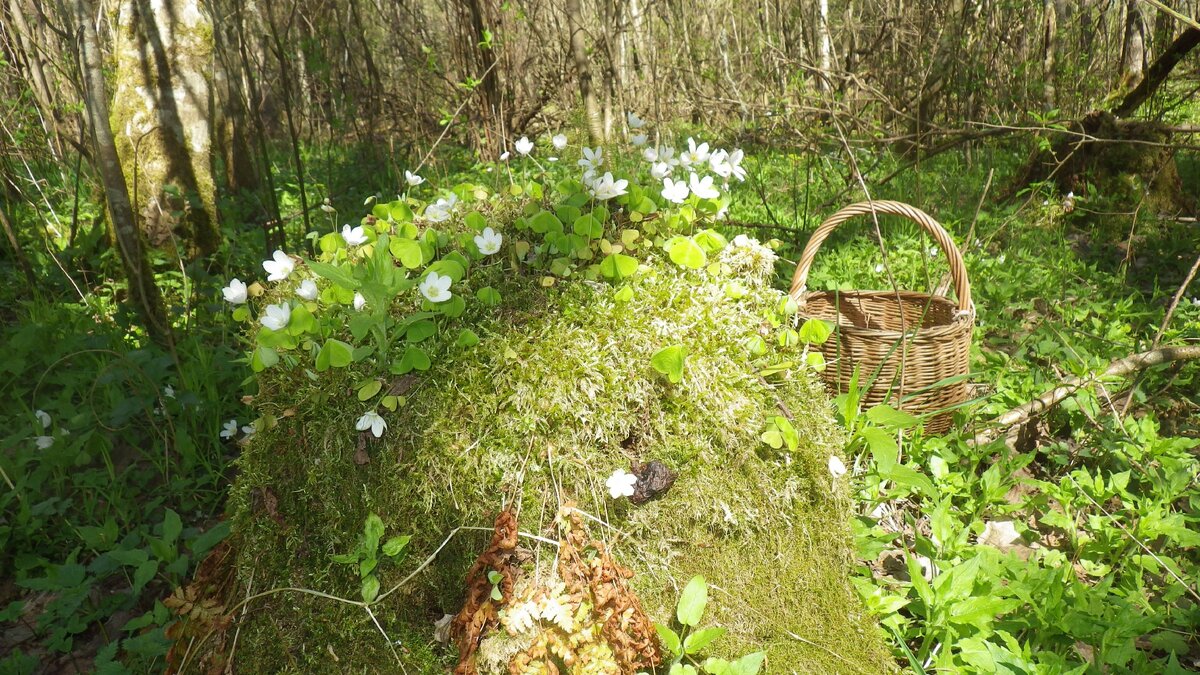 Грибной сезон открыт!