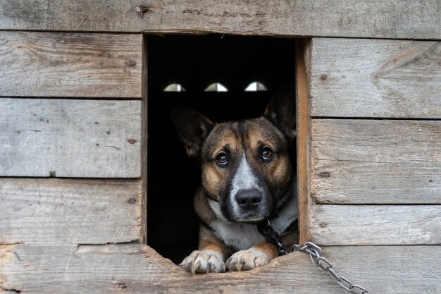 Примерно так и жили собаки на участках Фото с https://ru.freepik.com/