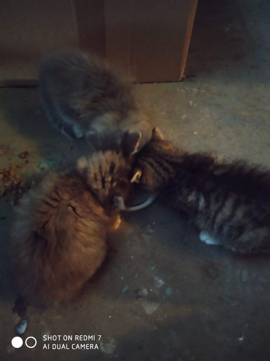 Кушают малютки