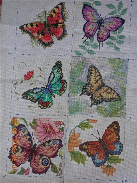 Бабочки. Фото из архива автора.