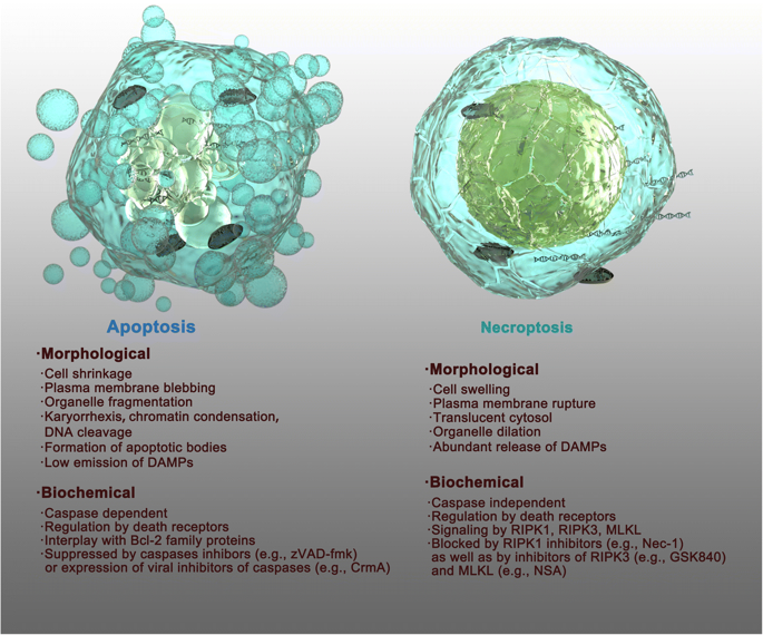 Отличие некроптоза от апоптоза клетки